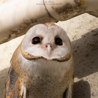 Barn Owl close up