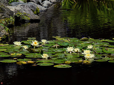 Water lily flowers: Kaizo-ji