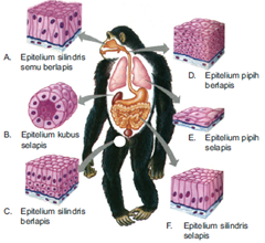 Jaringan Pada  Hewan  Vertebrata  Amri Pedia