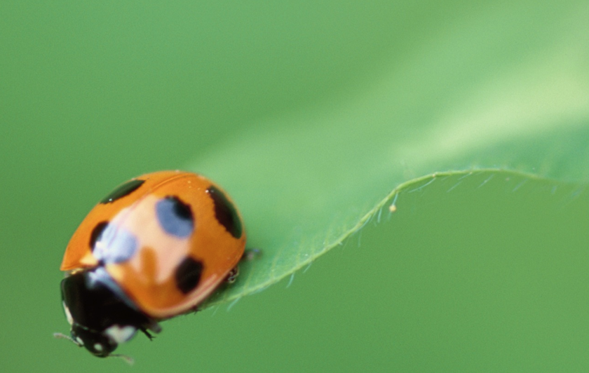 Ladybug on water