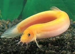 Gold Dojo Loach