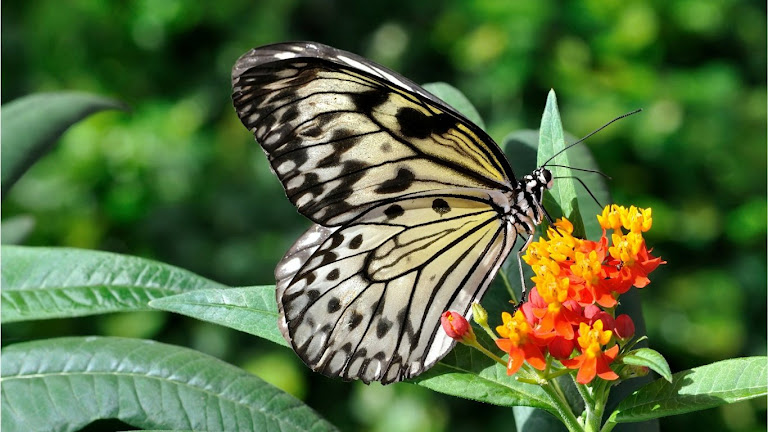 Butterfly HD Wallpaper 12