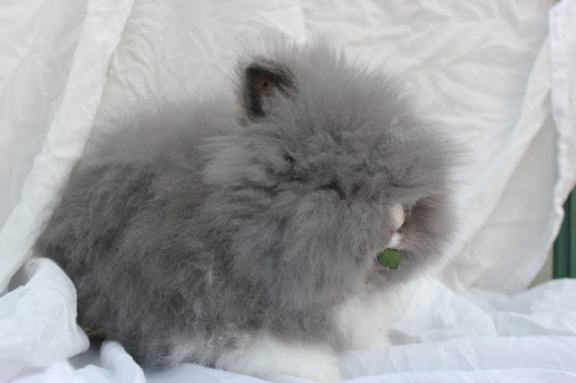 lapin nain angora