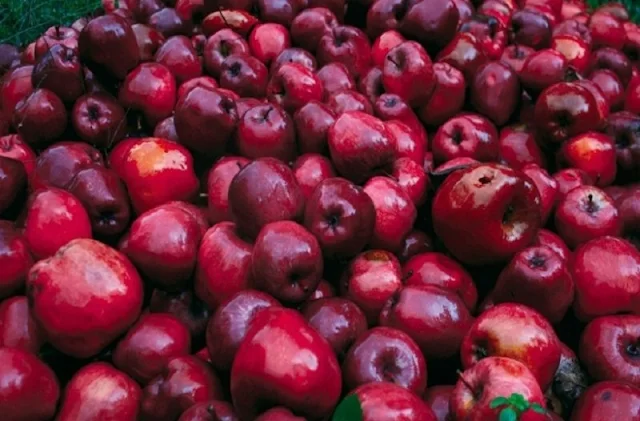 Κατασχέθηκαν 2,6 τόνοι μήλα και αχλάδια