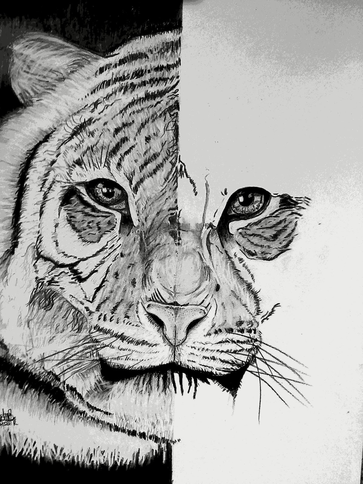 Gambar Menggambar Harimau Wikihow Gambar Pensil di Rebanas 