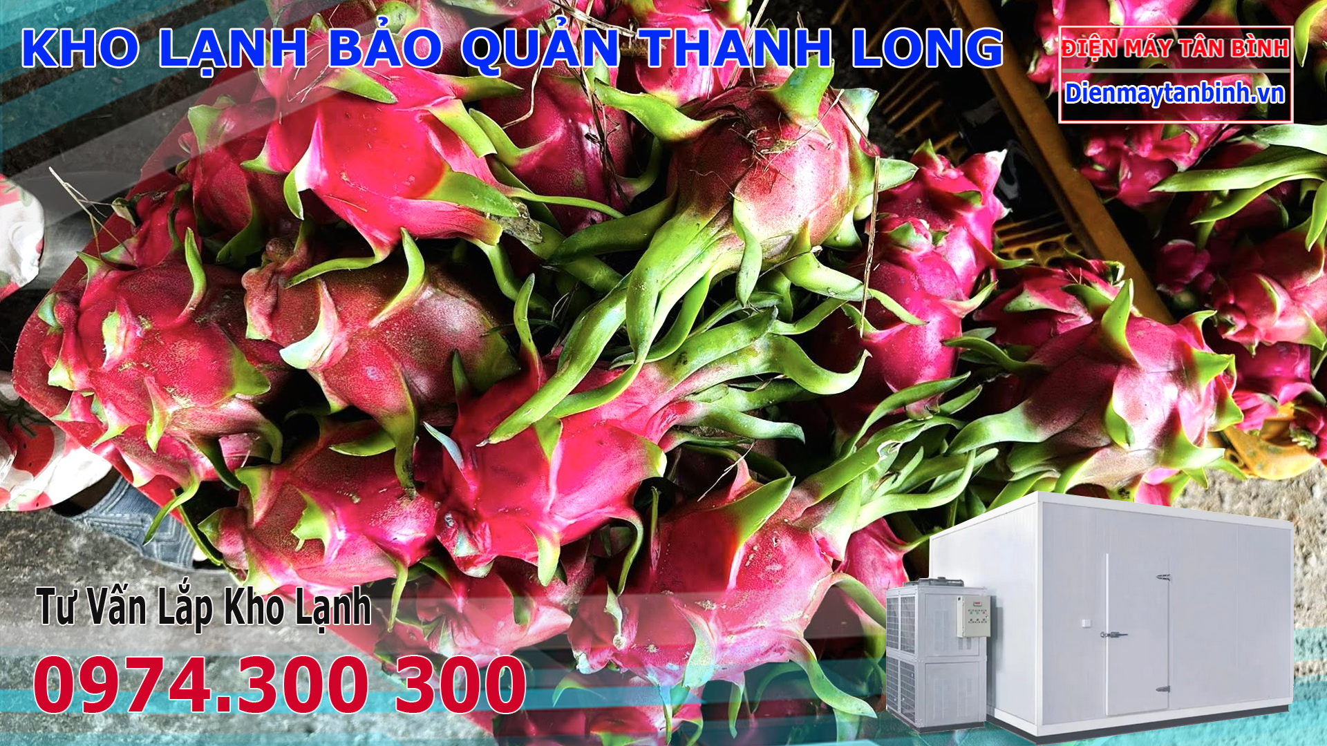 Bảo quản Thanh Long Tươi Lâu trong Kho lạnh và Tủ mát trái cây Bảo quản Thanh Long Tươi Lâu trong Kho lạnh và Tủ mát trái cây