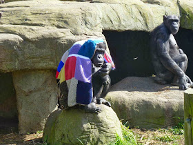 Funny animals of the week - 20 December 2013 (40 pics), chimpanzee covers his head with blanket