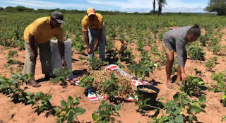 Nova metodologia de monitoramento de áreas irrigadas é implementada no Ceará