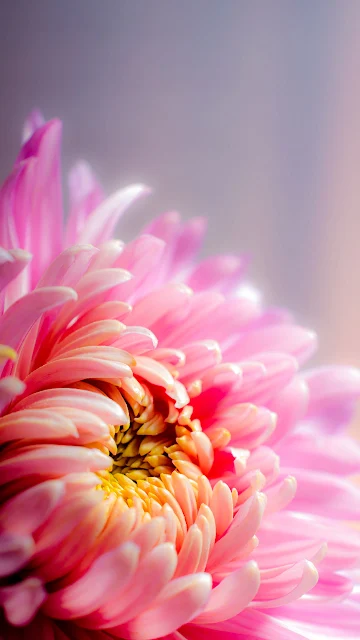 Chrysanthemum Blossom Bloom Pink Flower