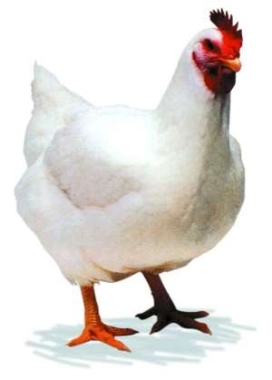 gambar ayam  XTRA TWO