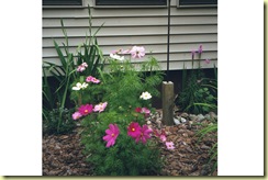 cosmos 3
