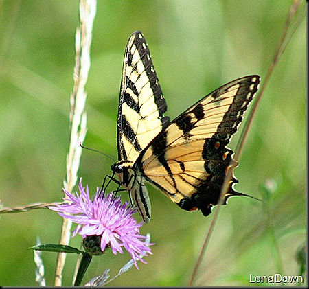 RL_Eastern_Swallowtail5