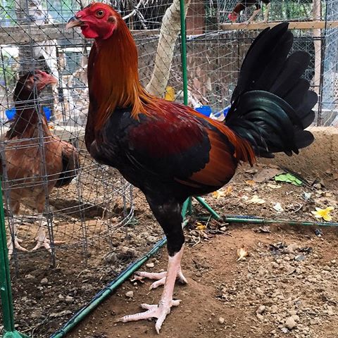 Mengenal Ayam Peru ( Peruvian Cockfight ) - Ayam Jago ...