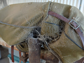 Kukulcania arizonica webs
