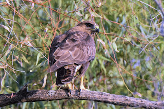 busardo-ratonero-buteo-buteo-posado-en-rama-