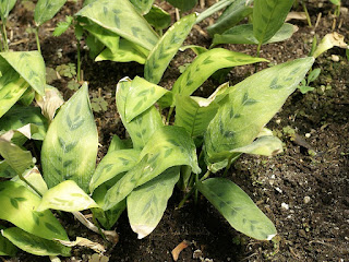 Calathea leopardina - Maranta concinna - Maranta leopardina