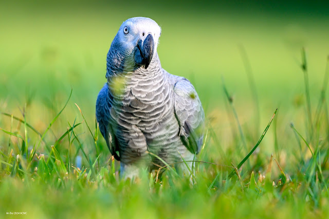 An Bui 2024 HCMC - African Grey Parrot (Vẹt Xám Châu Phi)