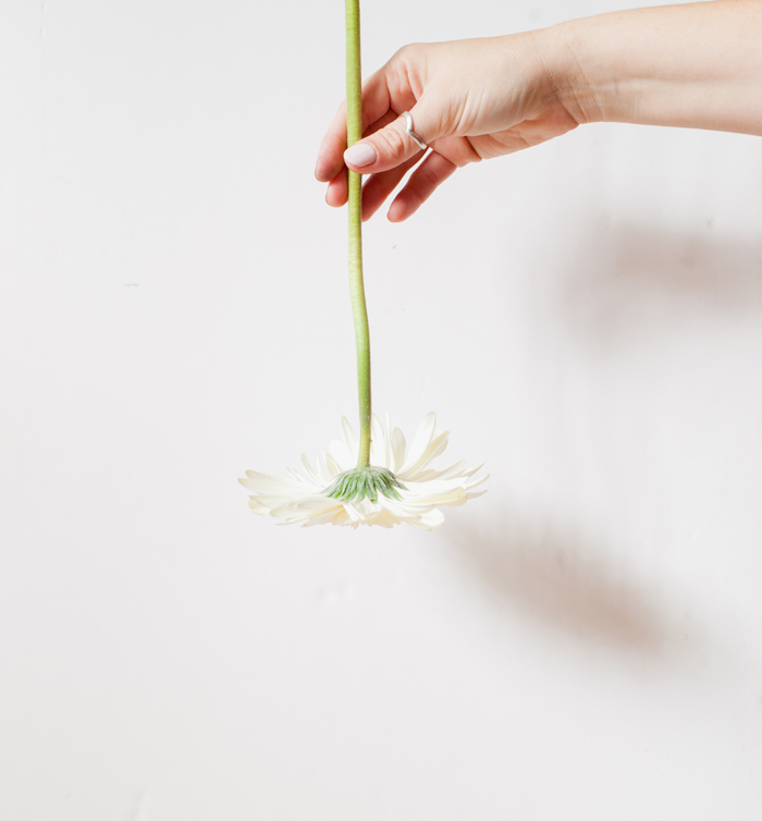 white gerbera white background