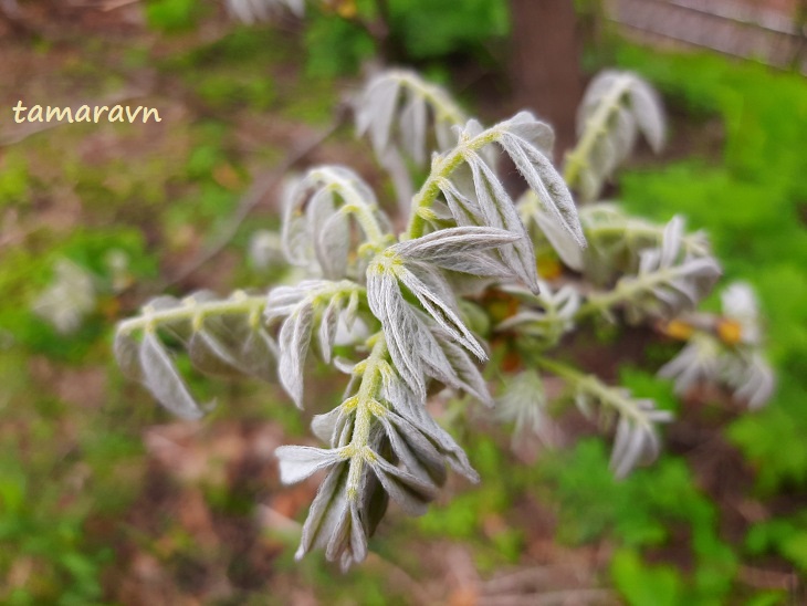 Маакия амурская (Maackia amurensis)