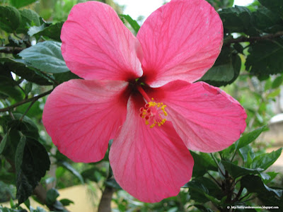 Hibiscus wallpaper