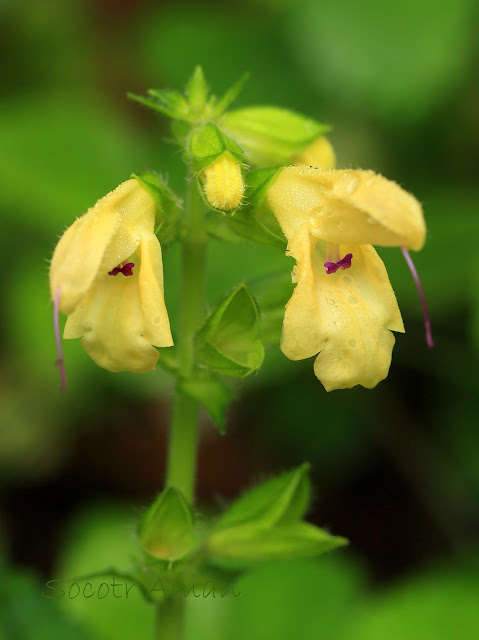 Salvia nipponica