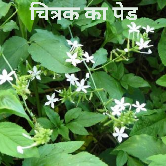 लचीलेपन के फूल: चित्रक के 6 जबरदस्त फायदे 