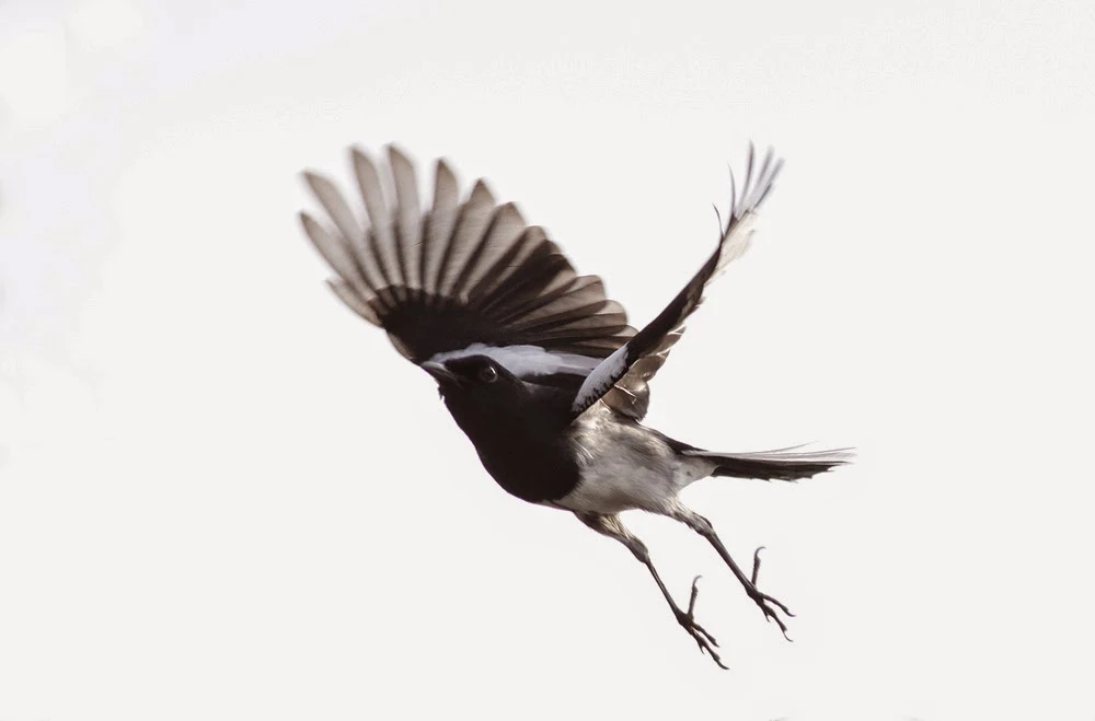 Jumping Magpie Robin