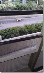 IMAG0472