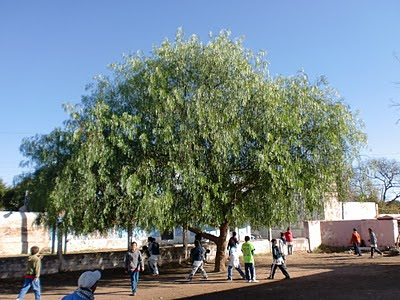 arboles argentinos Aguaribay Schinus areira