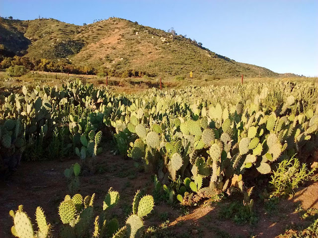 prickly pear cactus