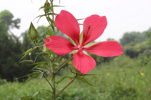 Scarlet Rosemallow Flowers Pictures