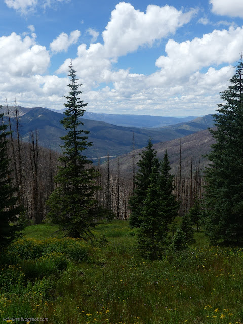 18: green trees at the top of a line of burn