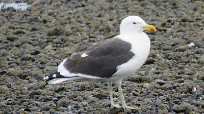 Gaviota dominicana (Larus dominicanus) Pelluco, Puerto Montt.