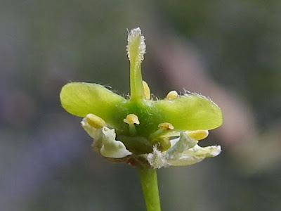 青楓的雌花