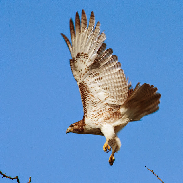 Red-tailed Hawk, Ennis