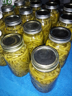 How to Can Green Beans - Grindle Creek Homestead - #pressurecanning #foodpreservation #stockingup