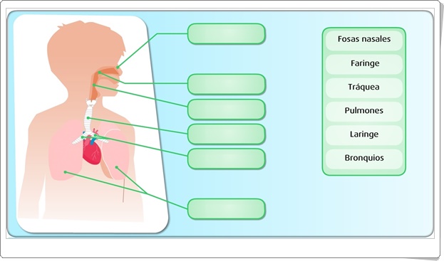 "El aparato respiratorio" (Actividad interactiva de Ciencias Naturales de Primaria)