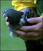 The first pigeon being removed by Paul Reiffel