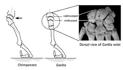 comparison of wrist position in knuckle-walking chimps and gorillas