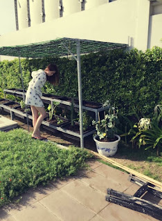 Những mẫu thiết kế vườn rau sạch tại nhà vào mùa mưa Sài Gòn