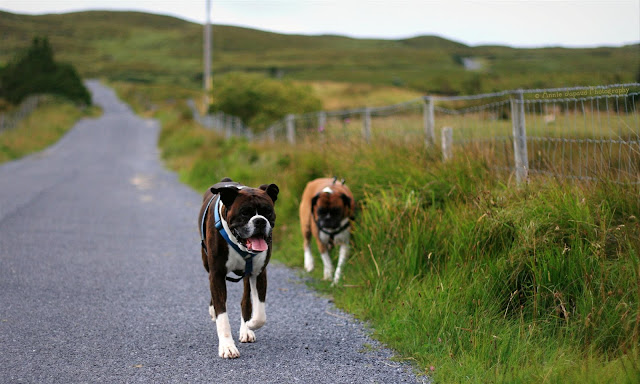 boxer dogs walking on a road in Connemara