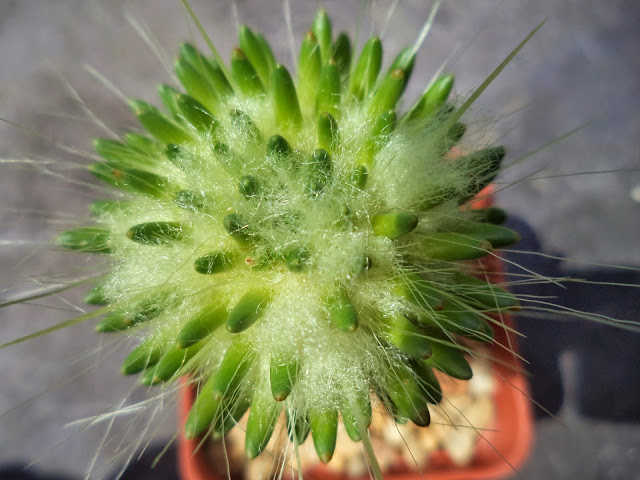 xuong-rong-austrocylindropuntia-lagopus