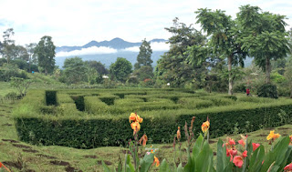 tempat wisata garut kebun mawar