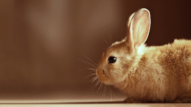 Cute Bunny Animal