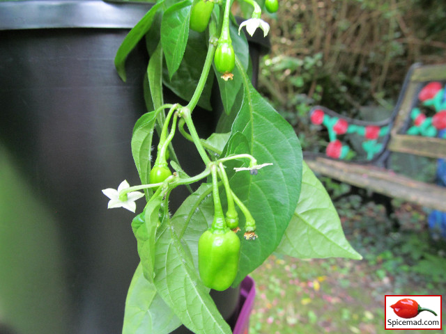 Yellow Jelly Bean Habanero - 1st August 2019