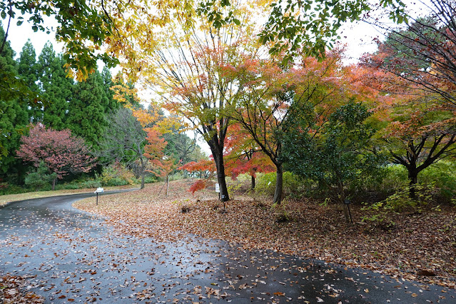 鳥取県西伯郡南部町鶴田　とっとり花回廊　裏道