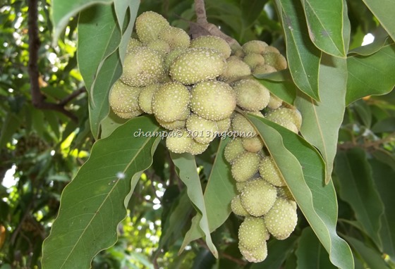 champa  fruit 5