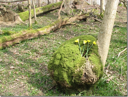 20130407 BHW burr & daffodils