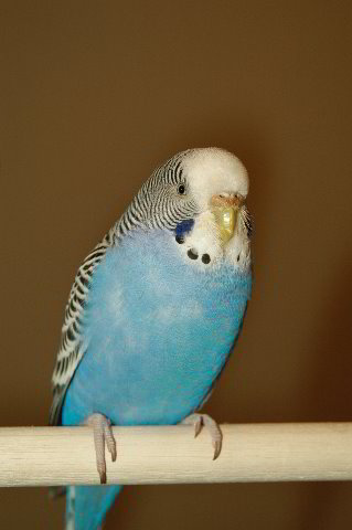 Pet Birds Parakeets