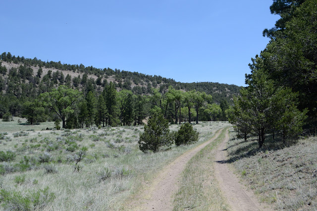 road with trees along the higher bits